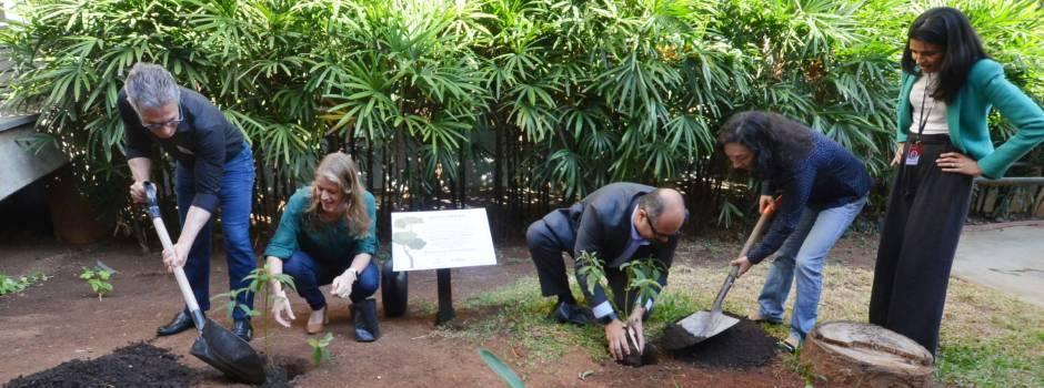 “Mutirão das Árvores: Plantando Esperança e Sustentabilidade em Minas Gerais”