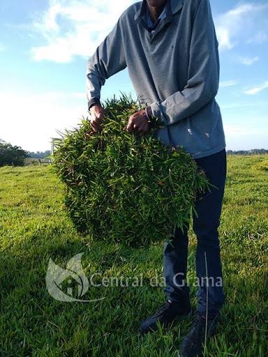 Qual a importância da grama no paisagismo residencial?