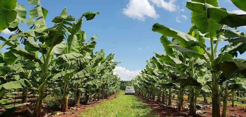 6ª Feira da Banana vai até sábado em Delfinópolis