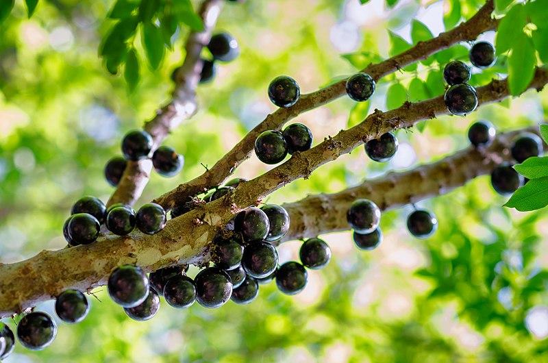 Cientistas Desenvolvem Novo Método para Extração de Antioxidantes da Casca de Jabuticaba
