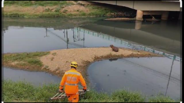 Capivara Intrigante: Animal Com Câmara de Ar no Pescoço Mobiliza Bombeiros no Rio Paraibuna
