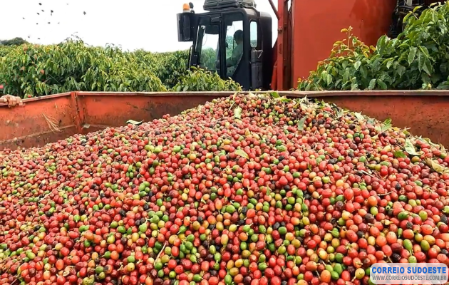 BDMG oferece curso gratuito para produtores de café