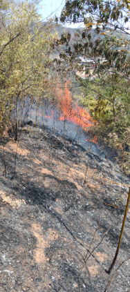 Bombeiros evitam tragédia: Incêndio ameaça escola e casas em Juiz de Fora