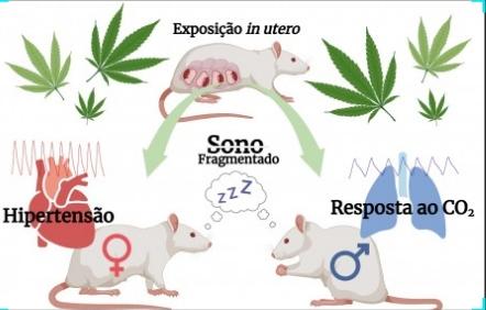 Canabidiol: Exposição Intrauterina a Canabinoide em Ratos Gera Impactos Cardiorrespiratórios e no Sono na Vida Adulta