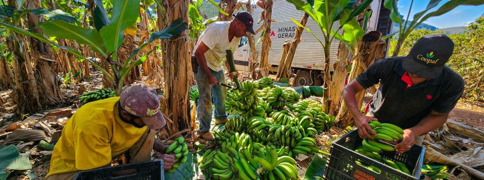 Cooperaf Impulsiona o Cooperativismo Agrícola Familiar em Minas Gerais