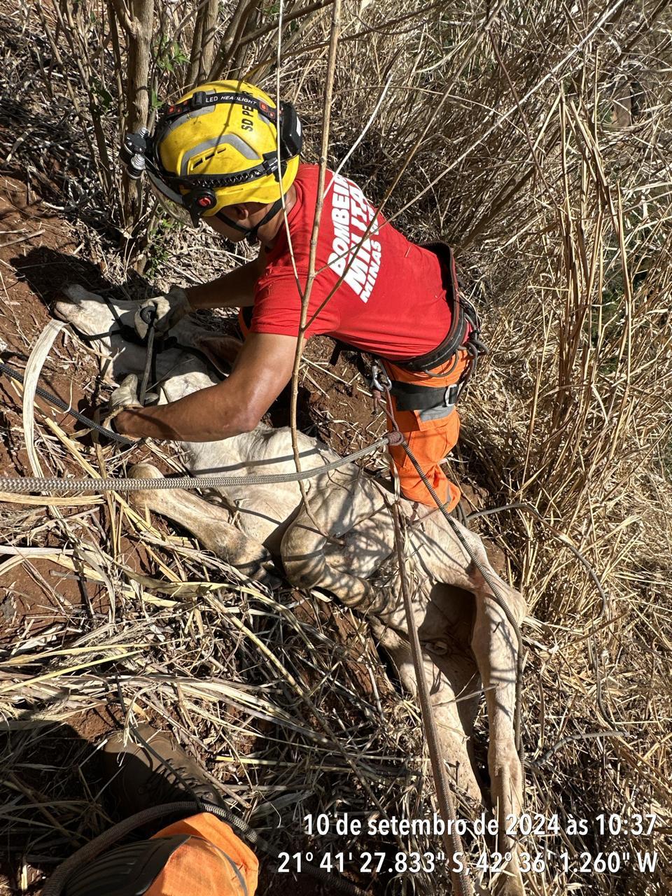 Resgate animal em situações de risco