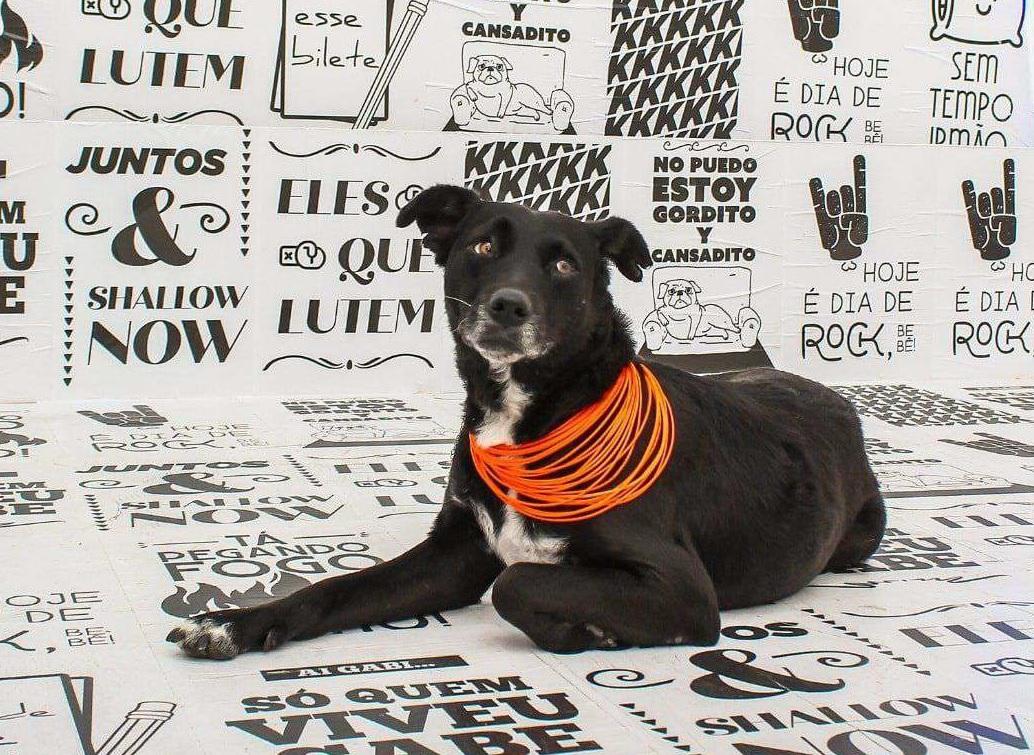 Feira de adoção, palestras e até desfile pet agitam programação do evento solidário ‘Pet Fashion’ em Balneário Camboriú