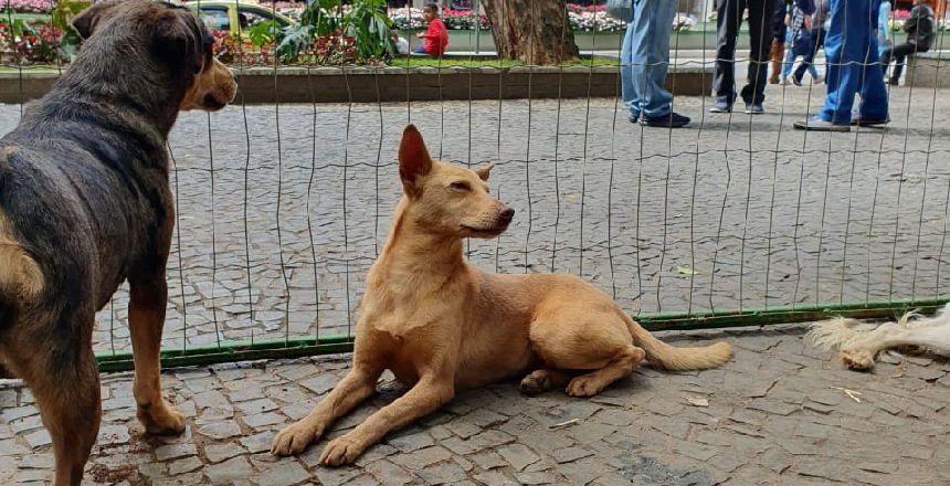 Prefeitura de Juiz de Fora promove evento de adoção responsável no Parque Halfeld neste sábado