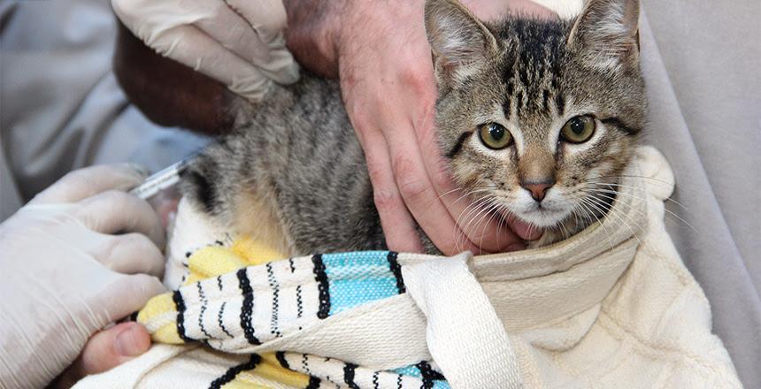 Vacinação antirrábica em Juiz de Fora: Prefeitura realiza nova etapa para proteger cães e gatos da raiva
