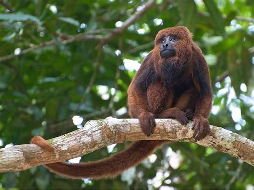 Bombeiros resgatam macaco Bugio após choque elétrico na zona rural de Prados