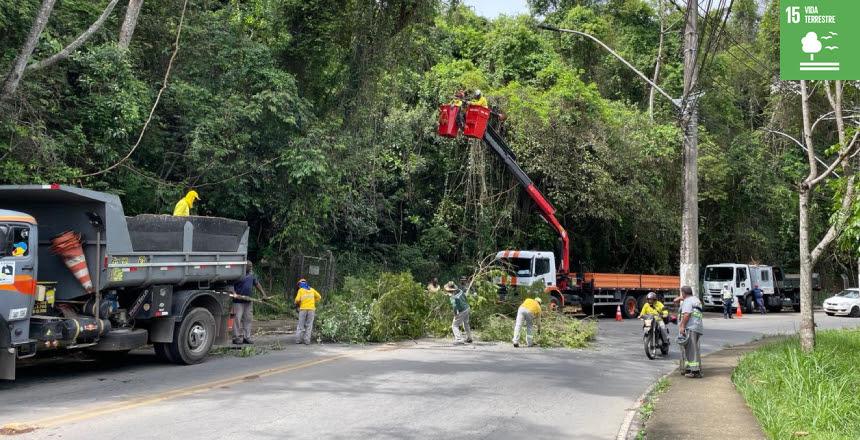 Prefeitura de Juiz de Fora intensifica podas preventivas e plantio de árvores para garantir segurança e qualidade de vida