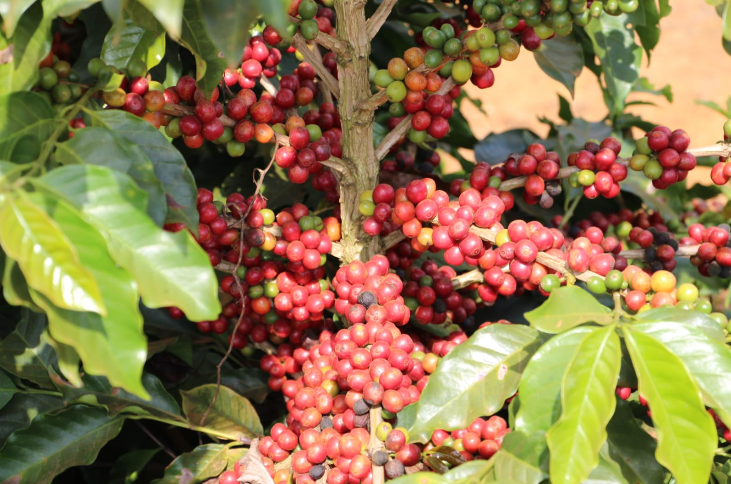 Nasce uma estrela: conheça o processo por trás das principais cultivares de café da Epamig