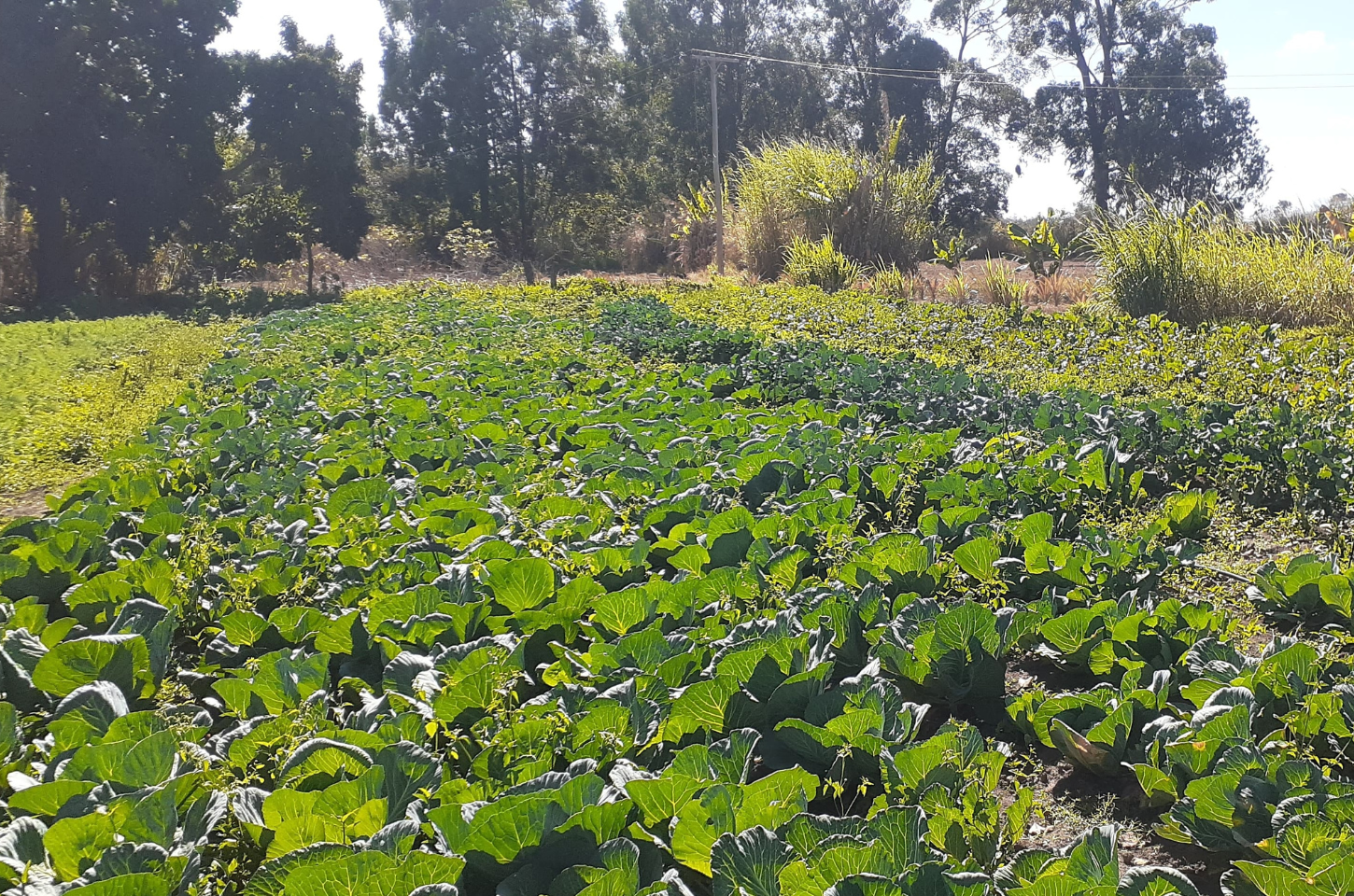 Produção agroecológica beneficia produtores em Vargem Grande do Rio Pardo, no Norte de Minas