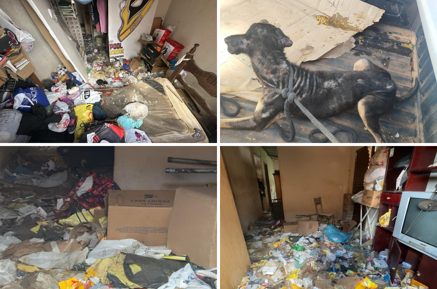 Cães são resgatados em Viçosa após denúncia de maus-tratos; tutor já havia sido preso pelo mesmo crime em 2024