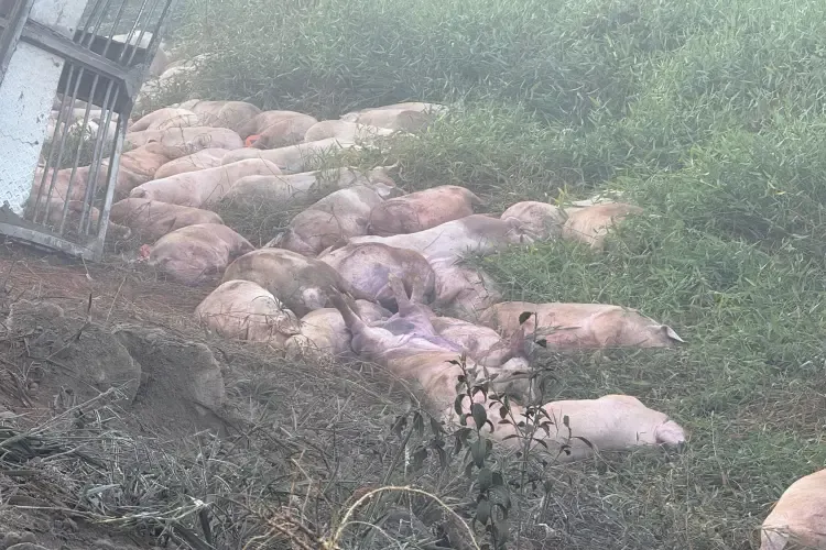 Caminhão com 140 porcos tomba após perder freios na BR-356, em Muriaé