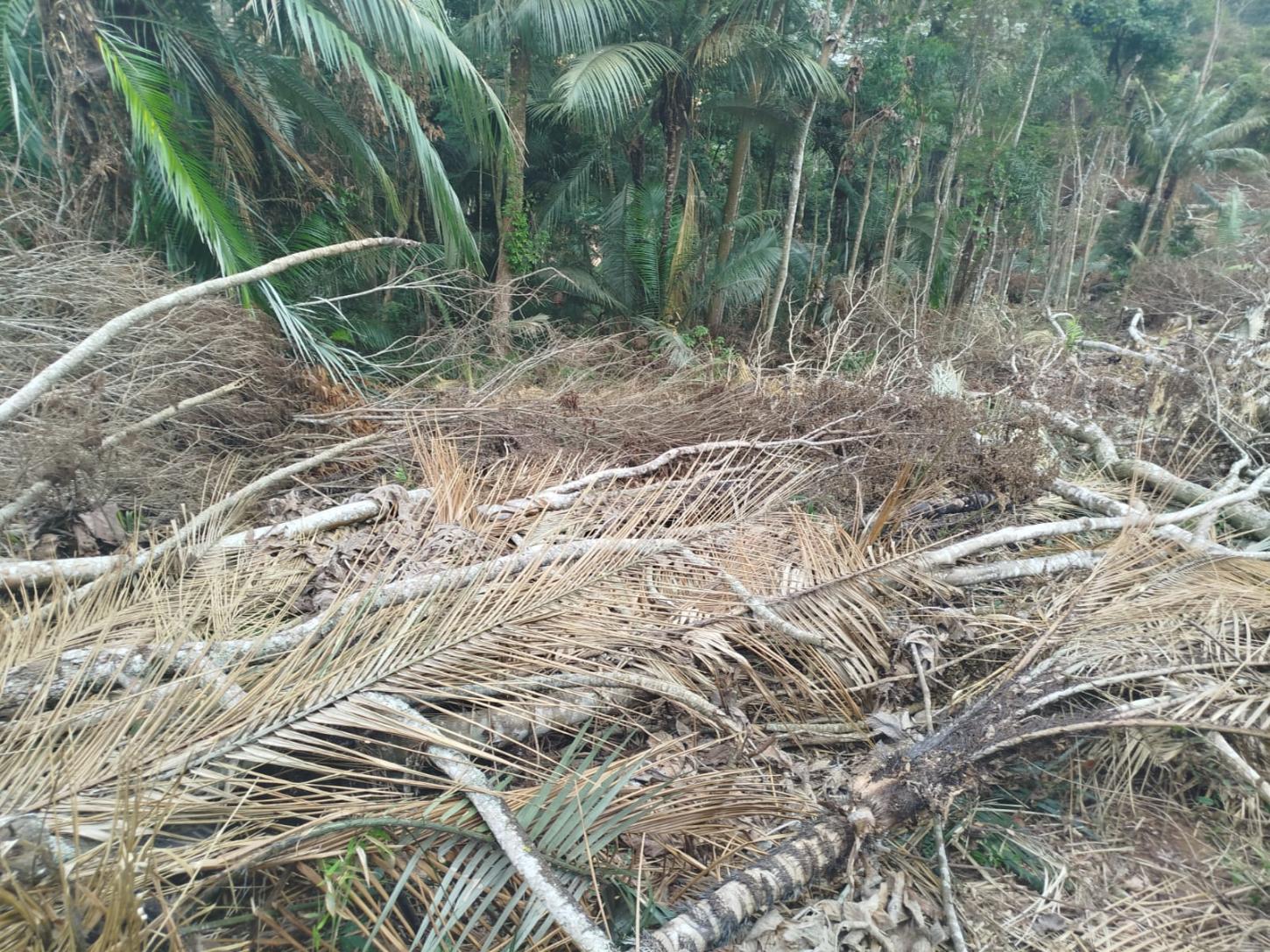 Desmatamento na Zona Rural de Cipotânea