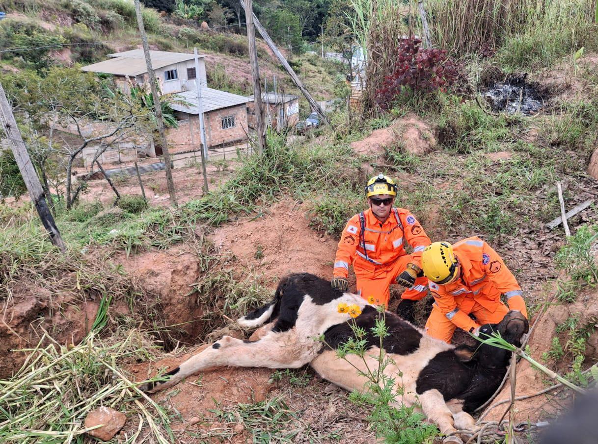 Animal de grande porte cai em sapata de obra em Conselheiro Lafaiete