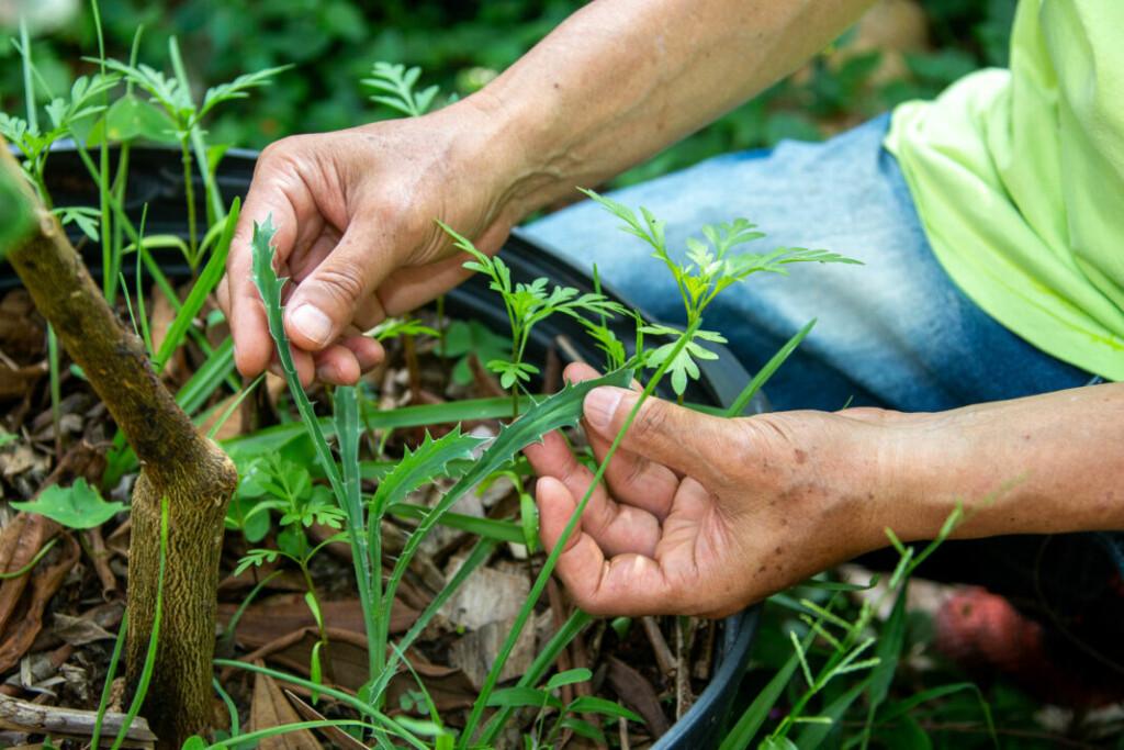 Diversificação de culturas agrícolas pode mais que dobrar a fixação de carbono