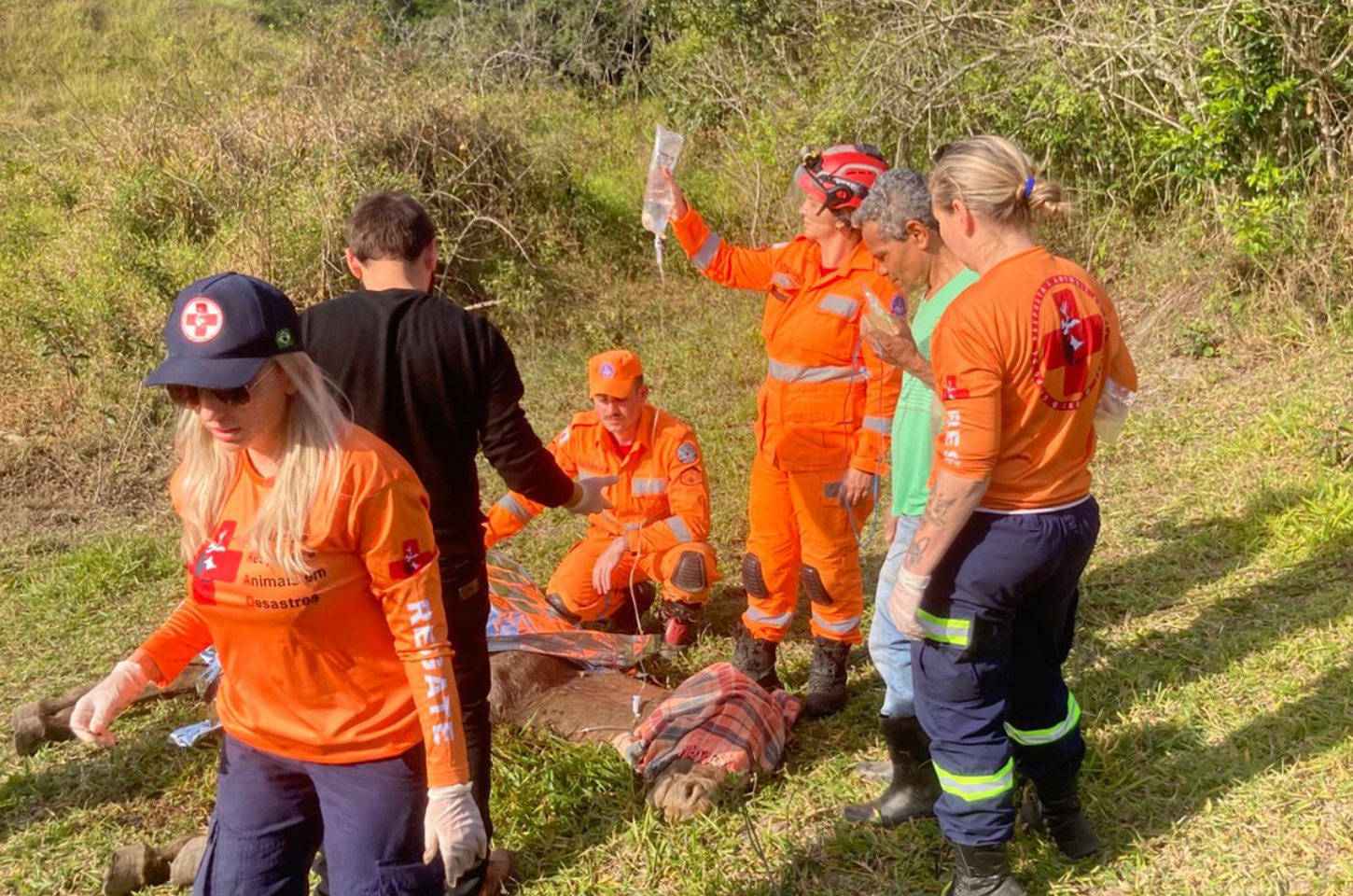 Égua é resgatada de brejo por bombeiros em Lafaiete