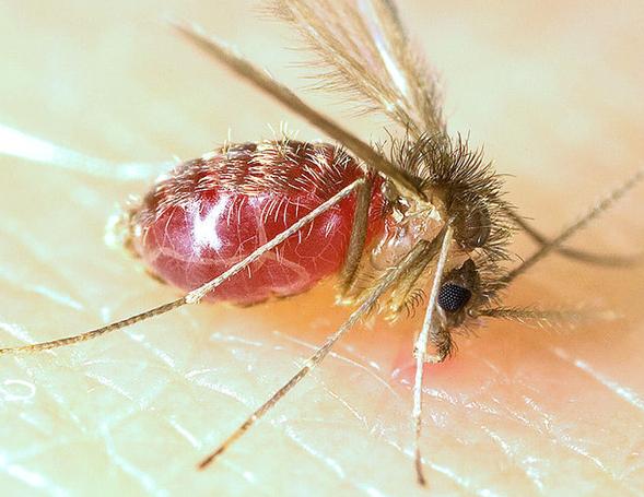 Estudo recomenda avaliação de risco integrada para doenças zoonóticas e transmitidas por vetores