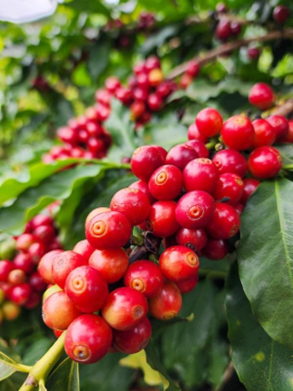 Exportações do agronegócio mineiro crescem 18% no primeiro semestre de 2025