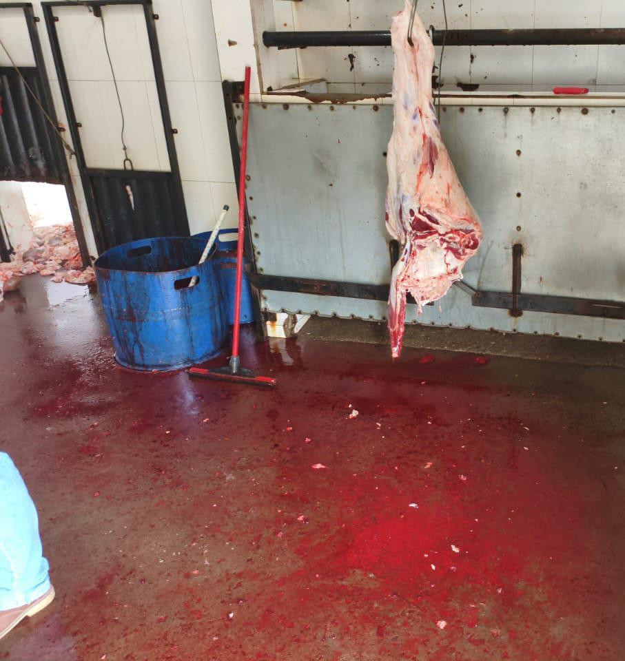 Fiscalização flagra abate clandestino e maus-tratos a animais em Ervália