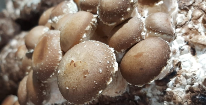 Juiz de Fora promove visita técnica sobre cultivo de cogumelos para produtores rurais