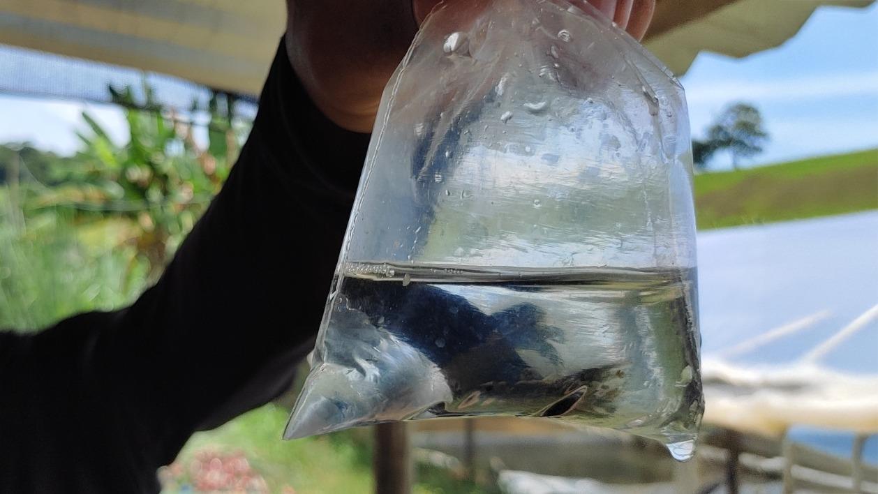 Minas Gerais pode ter certificação inédita para peixes ornamentais