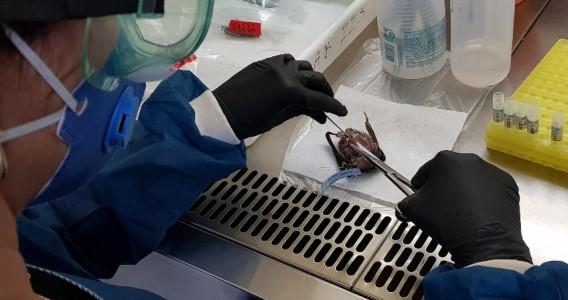 Pesquisadores isolam vírus ‘parente’ do sarampo em morcegos da América Latina