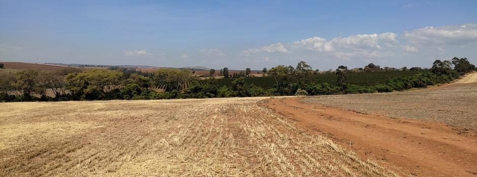 Produtores de soja devem declarar vazio sanitário