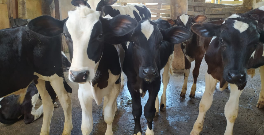 10º Torneio Leiteiro de Angolinha começa nesta quinta com programação gratuita e shows ao vivo