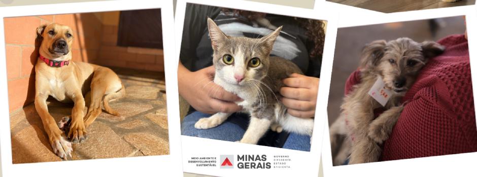 Agosto Caramelo reforça combate ao abandono e maus-tratos de animais em Minas Gerais
