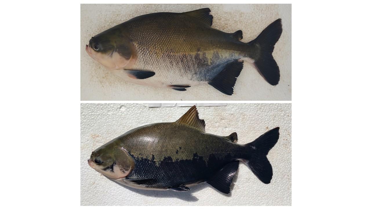 Avaliação por inteligência artificial indica nível de estresse de peixe amazônico cultivado