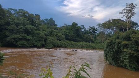 Bactéria descoberta na Amazônia é do mesmo gênero de causadora da bartonelose humana