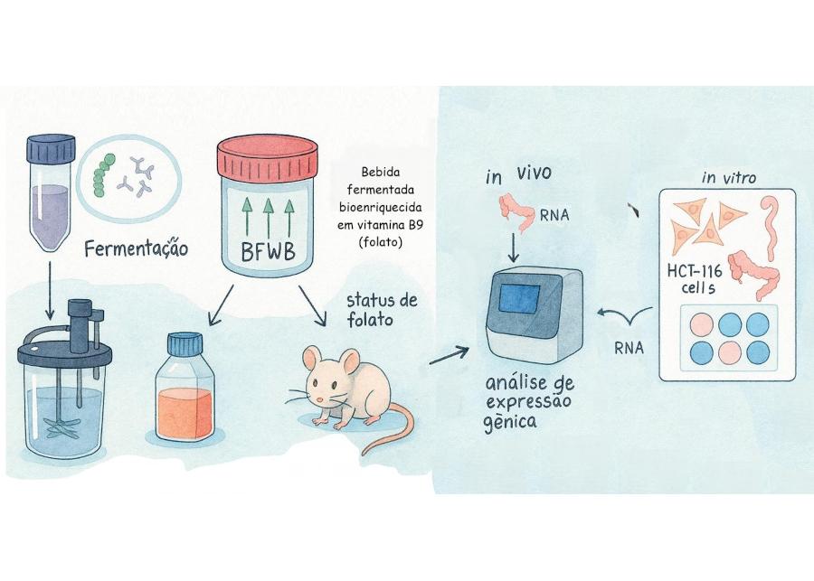 Bebida bioenriquecida modula genes ligados ao aproveitamento de vitamina B9 e D