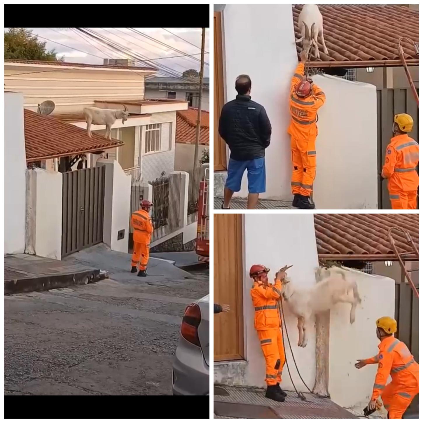 Bombeiros resgatam bode encontrado no telhado de residência em Barbacena