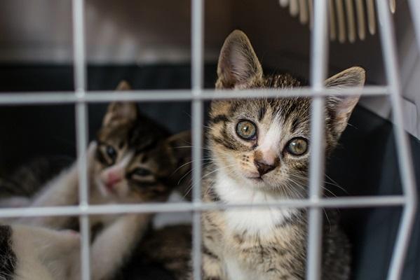 Cemig promove Feira de Adoção de Pets em Juiz de Fora neste sábado (30)