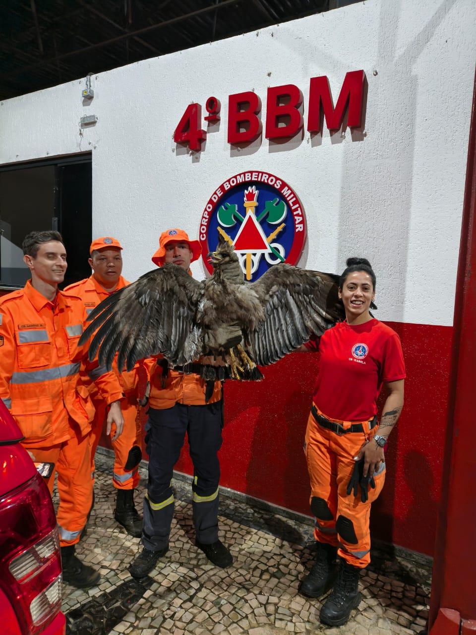Corpo de Bombeiros resgata Bugio e Águia-cinzenta em Juiz de Fora