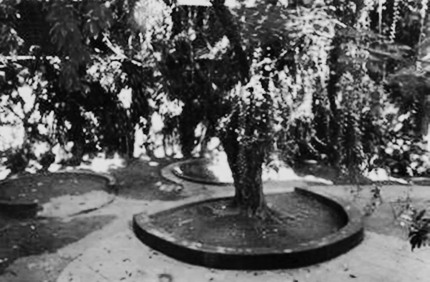 Jardim do Colégio Magister