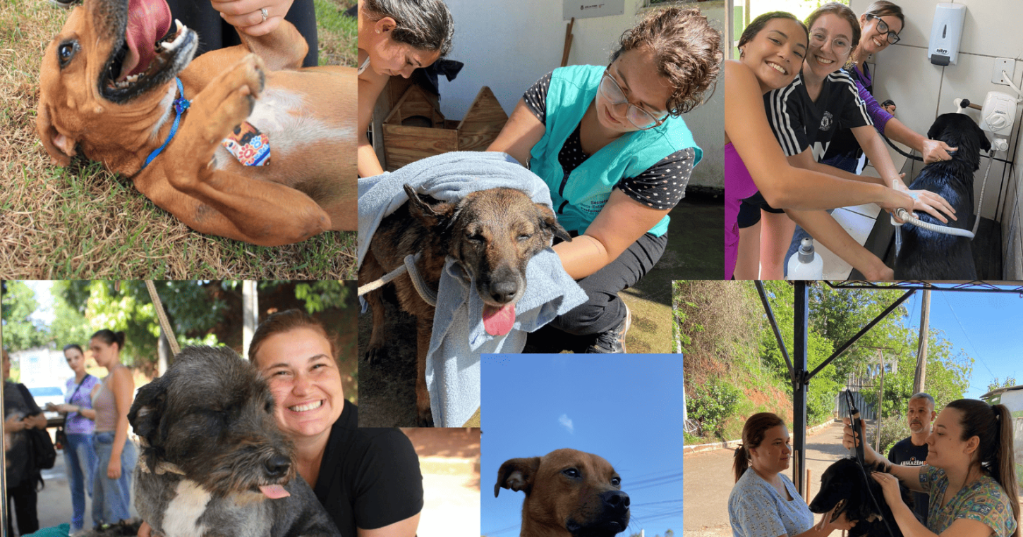 Juiz de Fora promove evento de bem-estar animal no Canil Municipal em 30/08