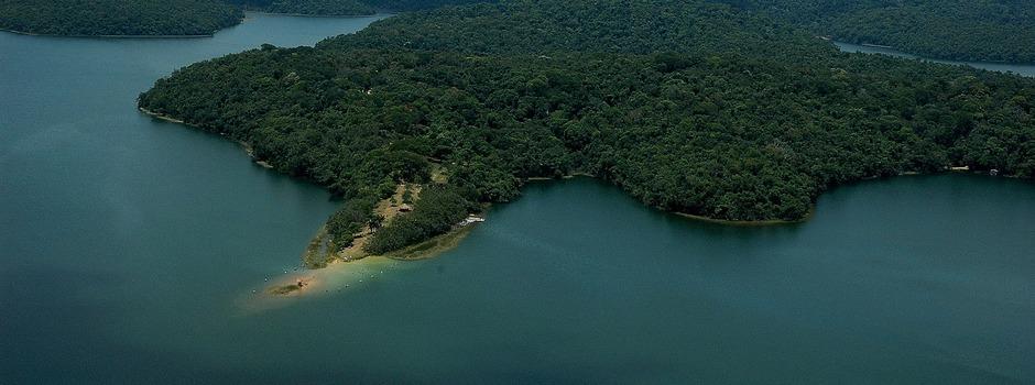 Minas avança no reflorestamento da Mata Atlântica