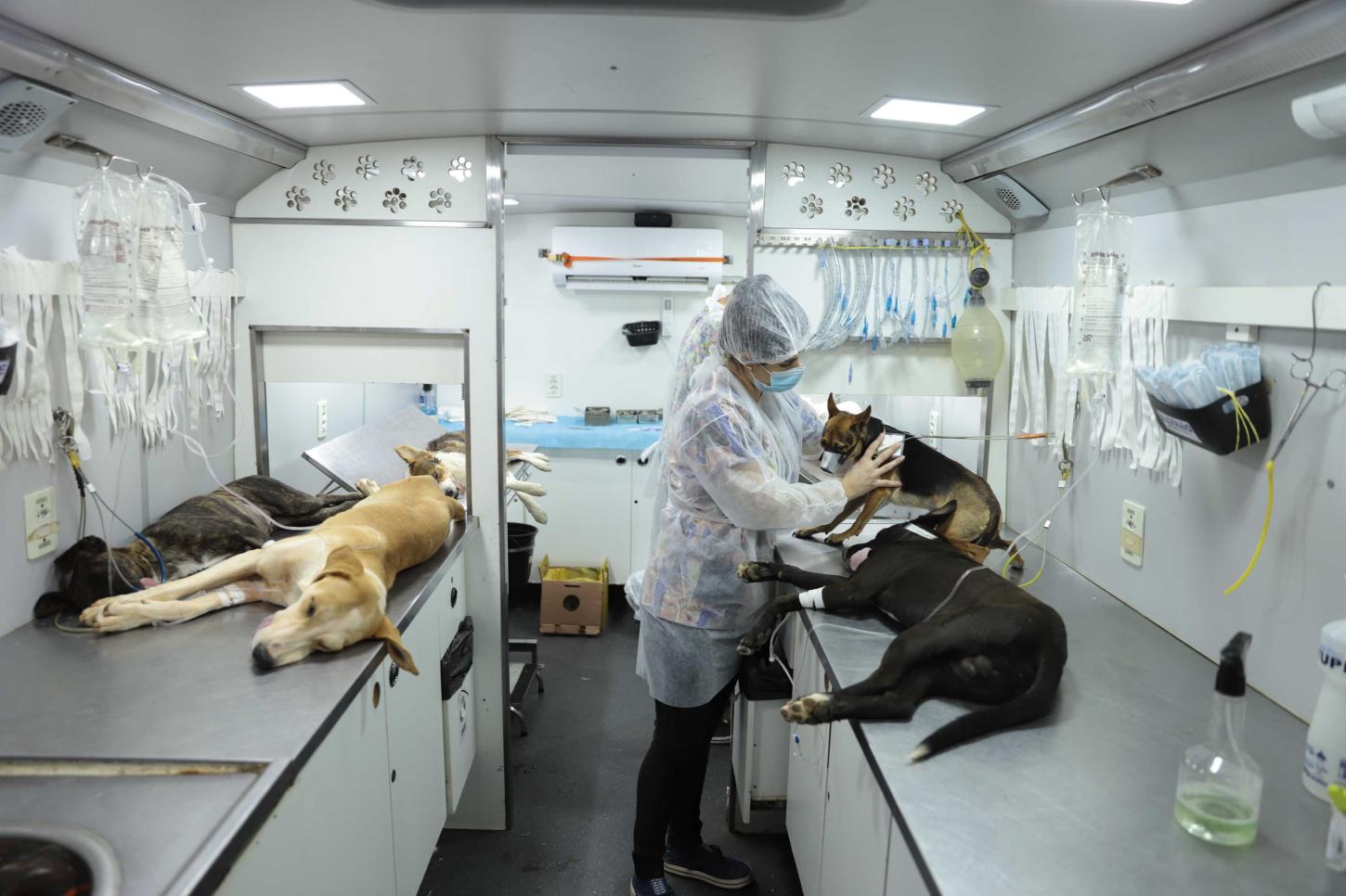 Minas Gerais já identificou mais de 272 mil cães e gatos com microchip desde 2022