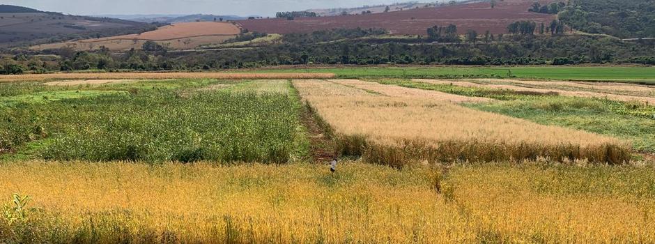 Plantas de cobertura da Epamig em seis regiões de MG