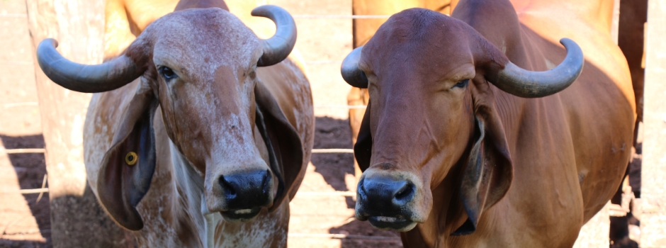 Touros com genética Epamig elevam produção de leite