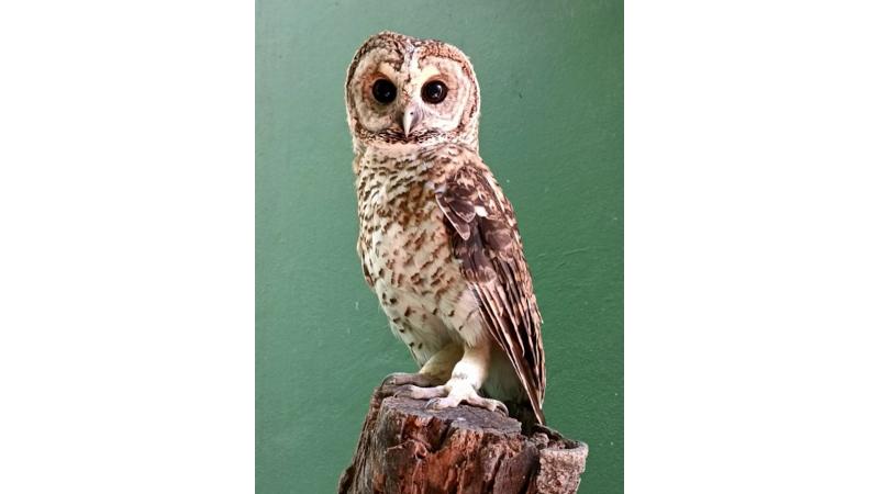 Bactérias super-resistentes são encontradas em aves selvagens em centro de reabilitação no litoral paulista