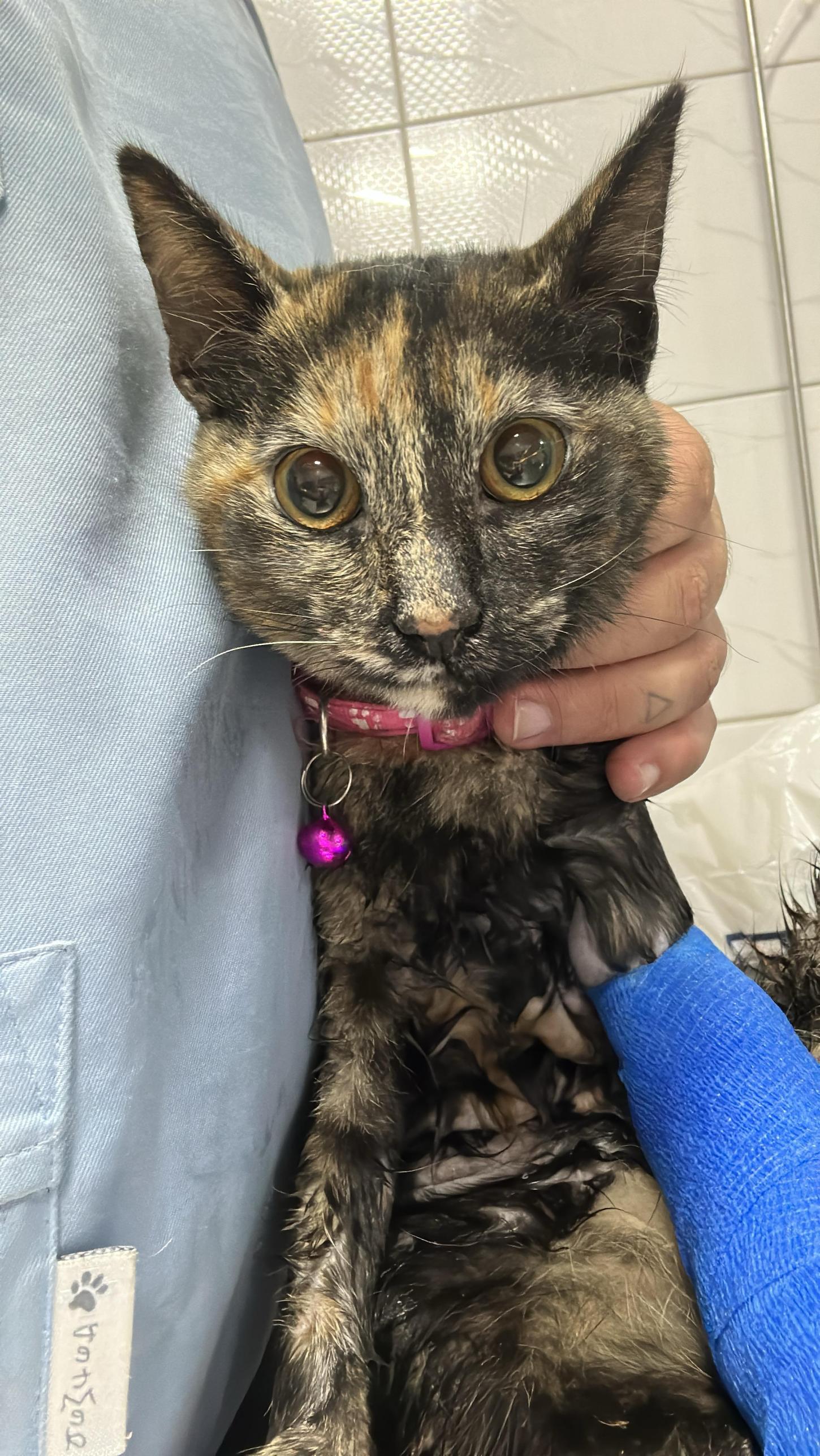 Bombeiros resgatam gata ferida em Conselheiro Lafaiete