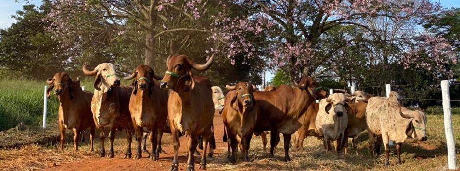 Capacitação gratuita do BDMG em agricultura regenerativa atrai 840 inscritos no Brasil e no exterior