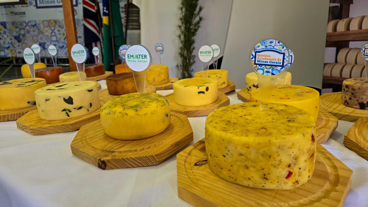 Concurso Estadual dos Queijos Artesanais entra na fase final de avaliação em Minas Gerais