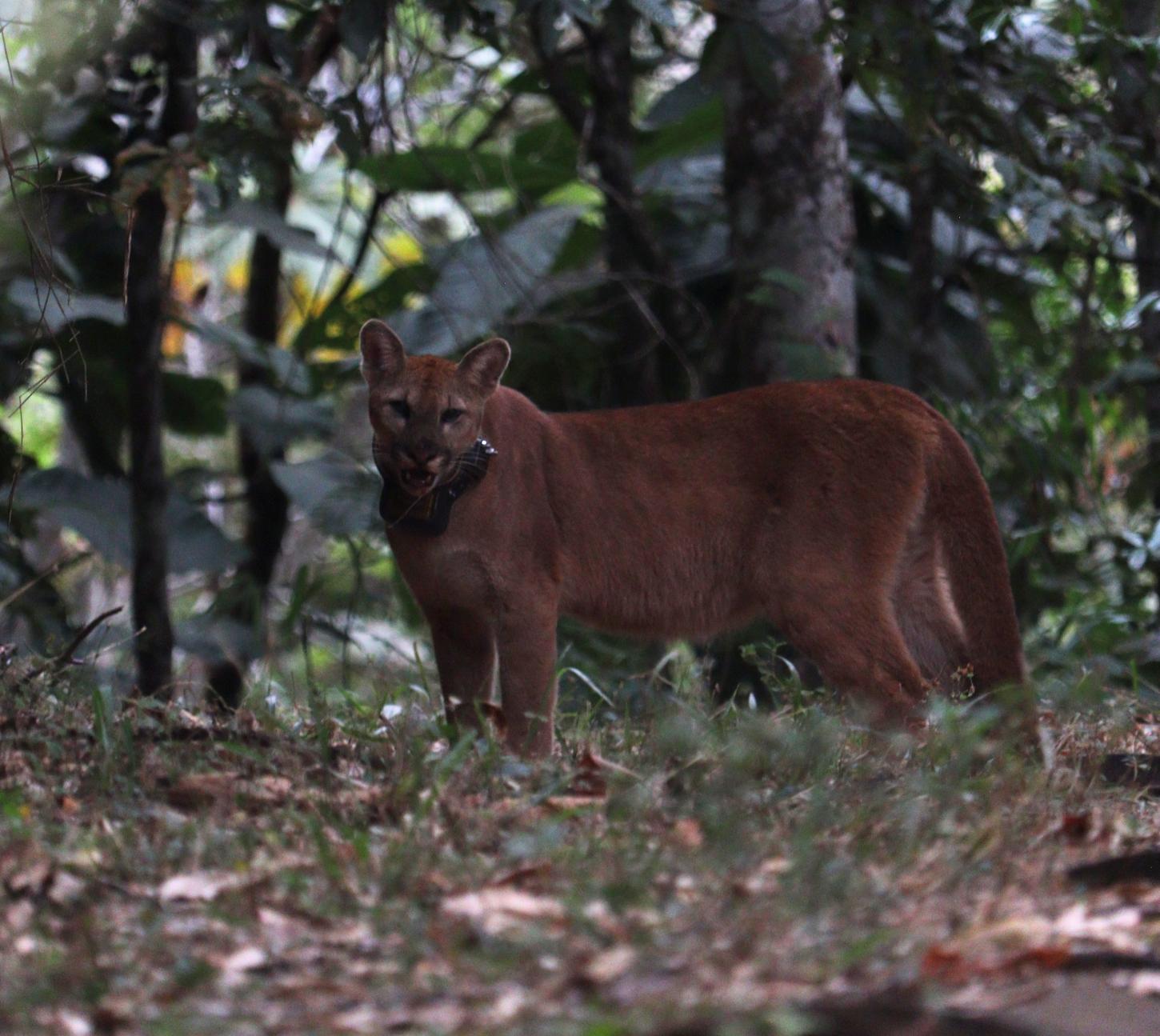 De volta à natureza: onça-parda Catarina passa a integrar grupo monitorado por coleira de rastreamento