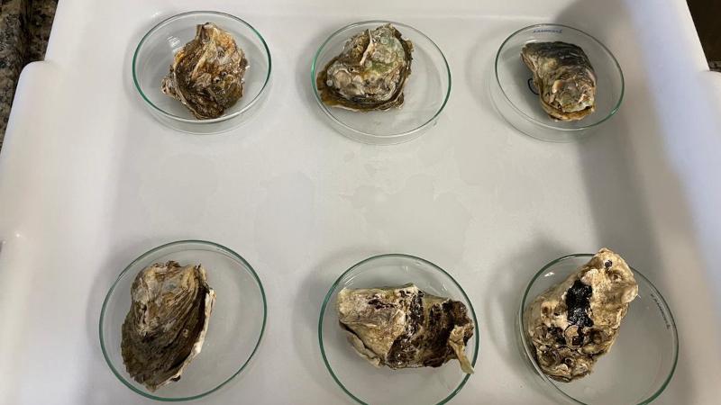 Ecstasy tem potencial de se tornar poluente emergente na baía de Santos